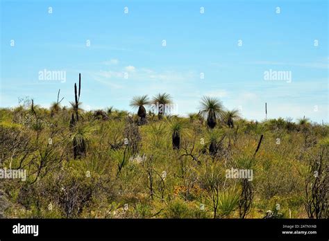 Australia, landscape with grass trees in Western Australia Stock Photo - Alamy