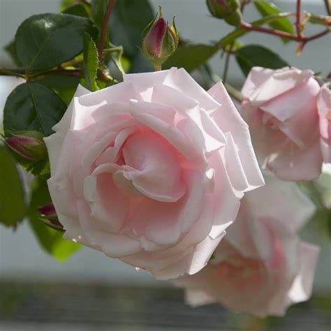 Buy Climbing Rose New Dawn Affordable Gardens4youie