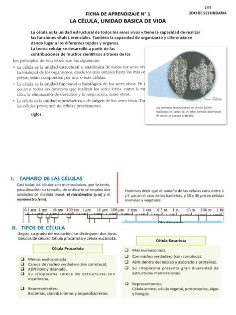 Ficha De Aprendizaje N 1 La Celula 2 Do Secundaria Pdf Biología Celular Citoplasma