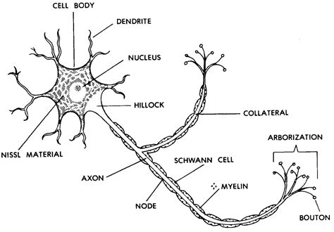 Parts Of Neuron Diagram