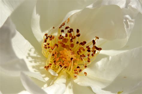 Rose White Rose Nature Plant Wedding Free Image From Needpix