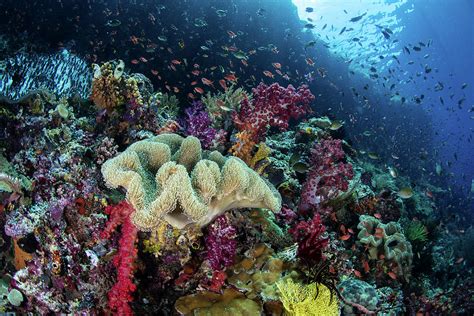 A Beautiful And Healthy Coral Reef Photograph By Ethan Daniels Pixels