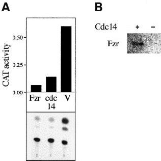 Human Cdc14 Phosphatase Activates The Prometaphase Cyclosome A Cells