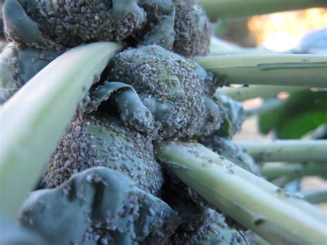 Brussels Sprouts Treatments Most Common Diseases And Pests Of This Vegetable Nexles