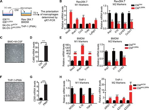 A Systematic Crispr Screen Reveals An Il Il Ra Mediated Peritoneal