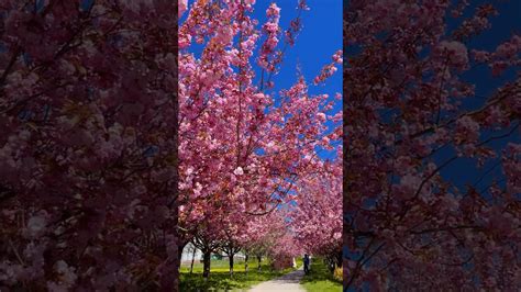 Cherry Blossom।cherry Blossom In Europe।চেরী ফুলের রাজ্যে।shortvideos