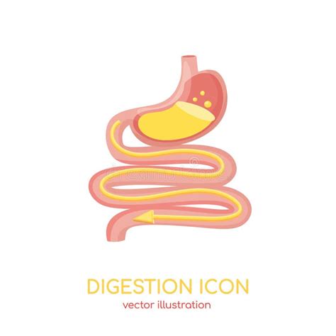 Digestive System Gastrointestinal Tract Stomach Intestine Vector