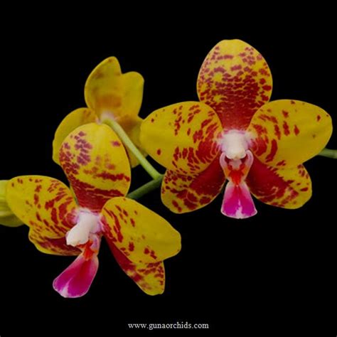 Buy Phalaenopsis Mituo Diamond BS Orchid Online | Orchid Plants for ...