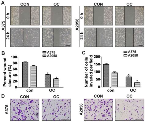 Oleocanthal Exerts Anti Melanoma Activities And Inhibits Stat3