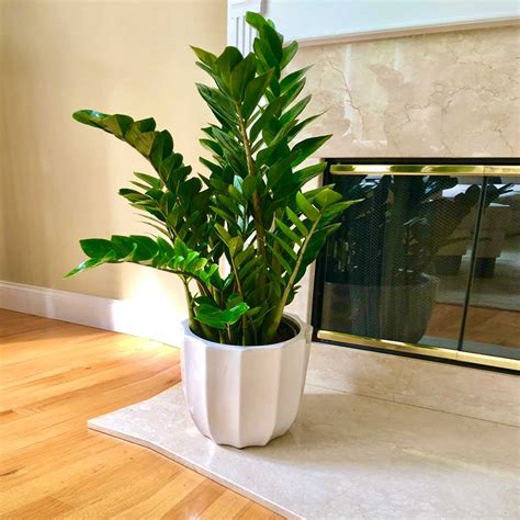 buy zamia indoor plant  dubai