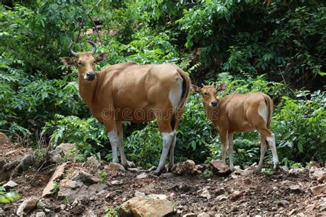 The Female and Baby Red Cow in Nature Garden Stock Photo - Image of ...