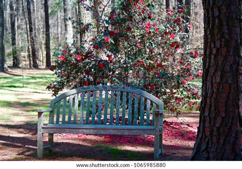 Cape Fear Botanical Gardens Fayetteville Nc Stock Photo (Edit Now ...