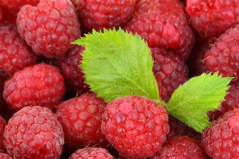 raspberry background  stock photo public domain pictures