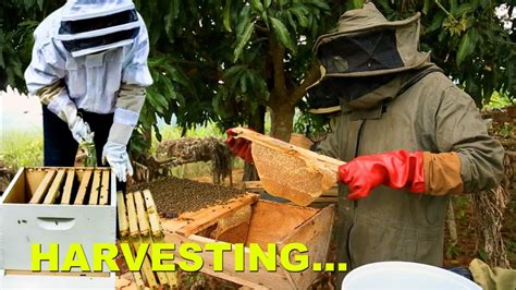 Harvesting Top Bar Hive Vs Langstroth Beehive Results Will Shock You