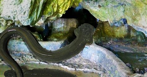 Misteri Belut Raksasa Penunggu Goa Lalay Sawarna Bantensite