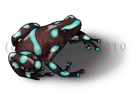 Poison Dart Frog By Elizabethnixon On Deviantart