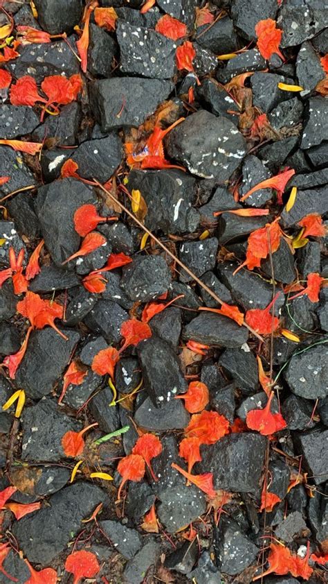 Red And Yellow Leaves Are On The Rocks