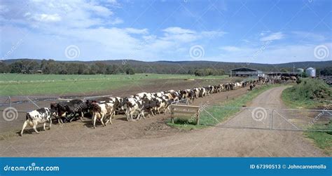 Dairy Farm Stock Image Image Of Farm Gippsland Yarram 67390513