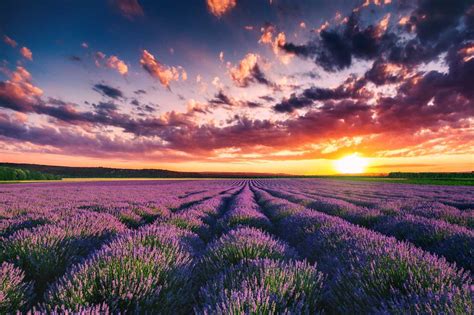 La Leggenda Della Fioritura Della Lavanda In Provenza Greenme