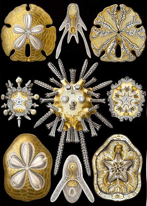 Ernst Haeckel - Ecology Prime