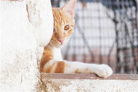 Ear Tipping Is Standard For Identifying If A Community Cat Is Fixed