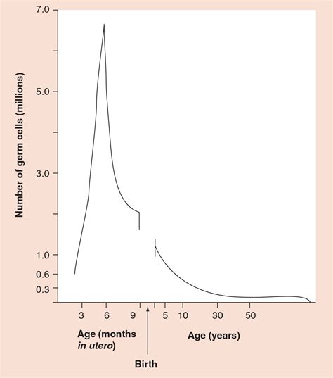 Understanding Fertility Tests: Antral Follicle Count And, 60% OFF