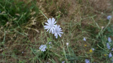 Premium Photo Natural Chicory Plant Blue Flowers Of Chicory Plant