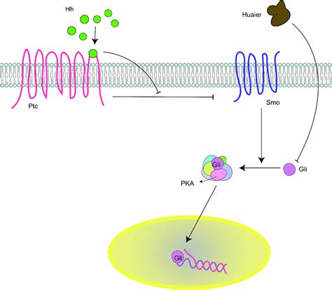 Huaier Affects Downstream Target Gene Transcription By Inhibiting The