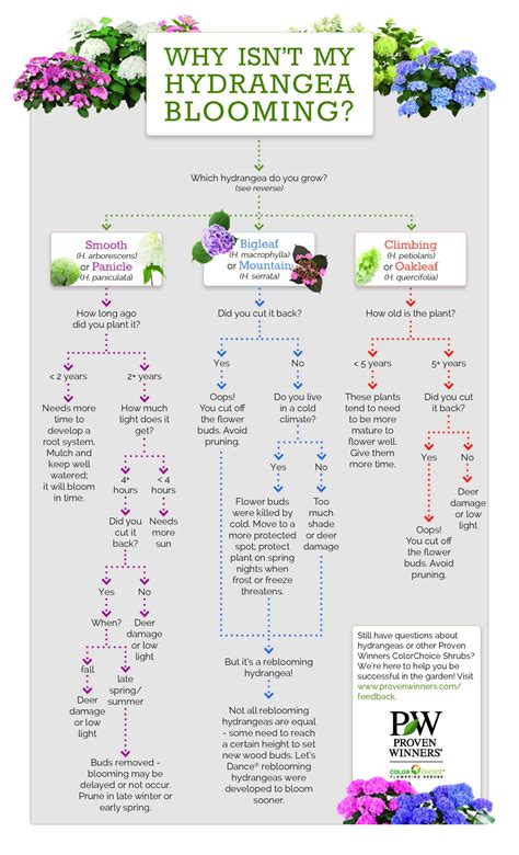 Why Isn't My Hydrangea Blooming? - Pasquesi Home and Gardens