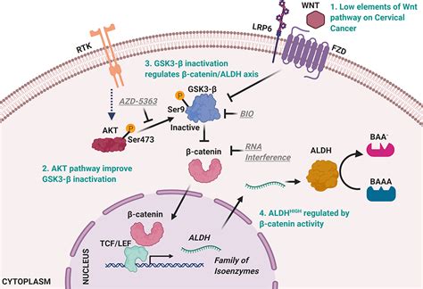 Frontiers Aldhhigh Population Is Regulated By The Akt β Catenin Pathway In A Cervical Cancer Model