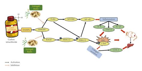 Schematic Diagram Of Signal Pathway Which Mediates Ccl Induced Liver