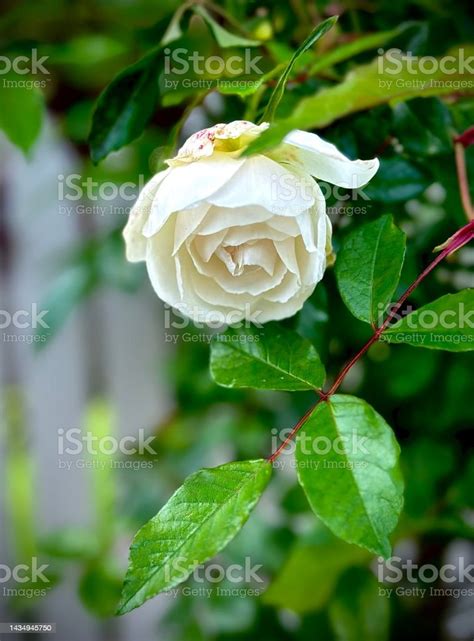 White Rose Stock Photo Download Image Now Australia Beauty Beauty