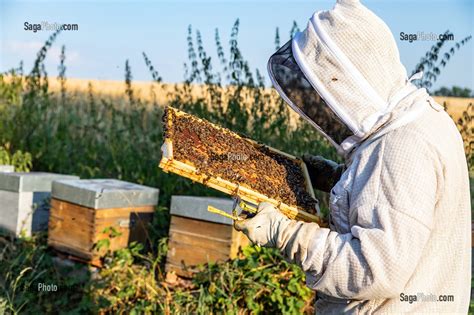 Photo De APICULTEUR AVEC SES CADRES DE MIEL REMPLIS D ABEILLES