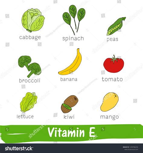 Vegetables Fruits High Content Vitamin E Stock Vector (Royalty Free ...