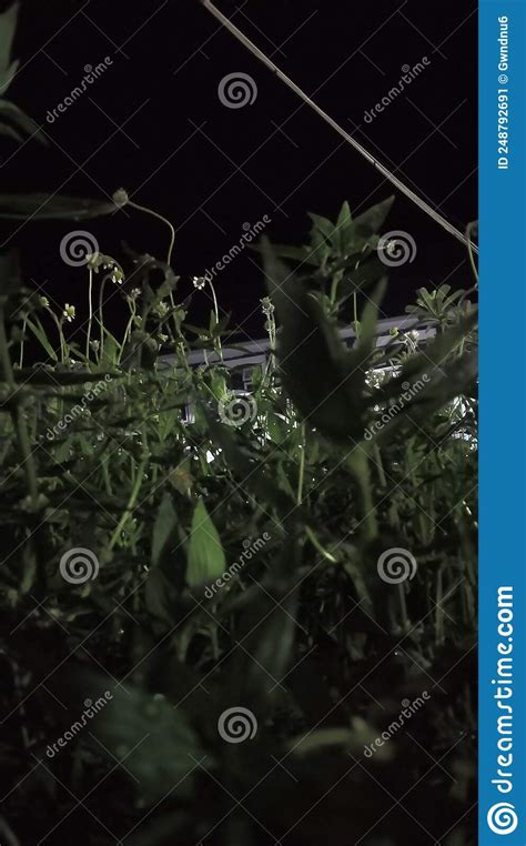 Night Grass ðŸ ƒ Stock Image Image Of Grass Light 248792691