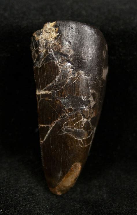 Large Quality Allosaurus Tooth Dana Quarry For Sale 1329