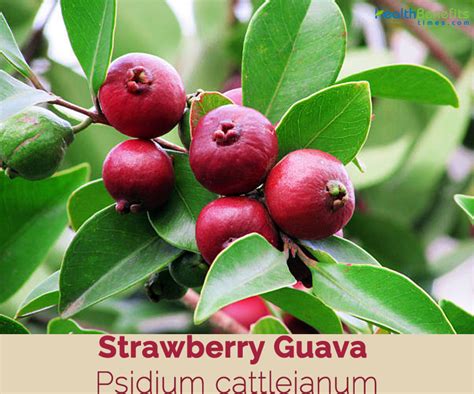 Strawberry Guava Recipes Australia | Besto Blog