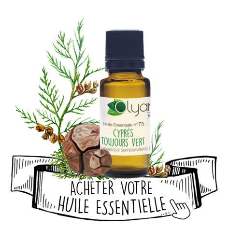 L Huile Essentielle de Cyprès de Provence en Diffusion Tout Savoir