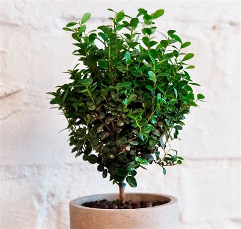 Мирсина: уход в домашних условиях, пересадка и размножение, виды