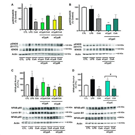 Analysis Of ENOS And NFkB Activation After ECyps A B And C Treatment