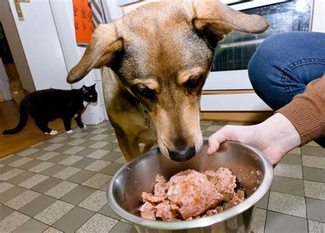 Los Cachorros Pueden Comer Ablandador De Carne