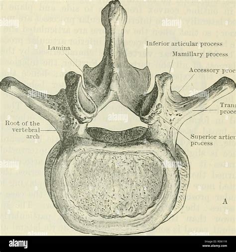 Lumbar Vertebrae Mammillary Process