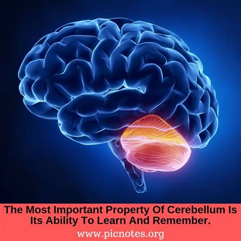 Cerebellum in 2023 | Cerebellum anatomy, Anatomy, Medical science