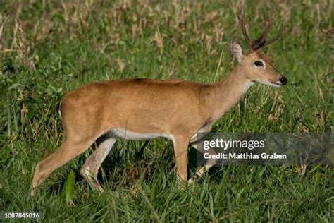 Pampas Deer Photos and Premium High Res Pictures - Getty Images