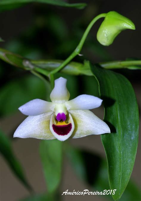 Orquídeas Soltas Dendrobium Scoriarum