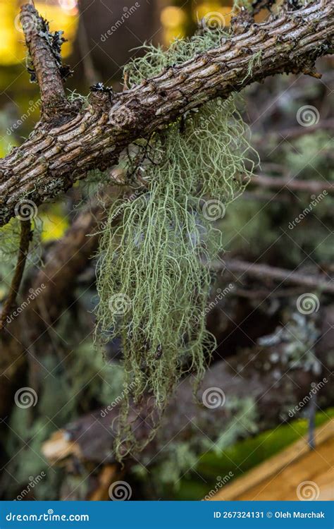 Usnea Barbata Old Man S Beard Or Beard Lichen Growing Naturally On