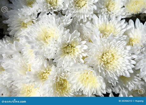 White Chrysanthemum Flowers Stock Photography Image 35356212