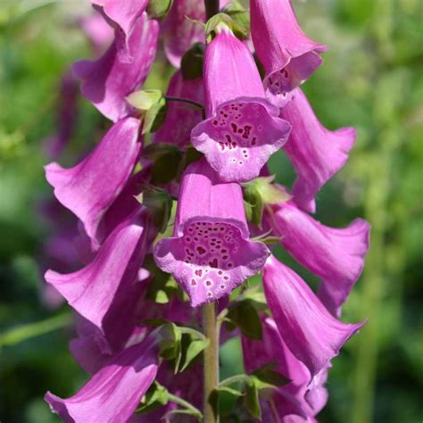 Digitalis Purpurea Excelsior Mixed Leafwise