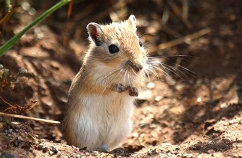 Gerbil - Description, Habitat, Image, Diet, and Interesting Facts