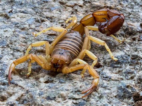9 Most Venomous Scorpions in the World - Wildlife Explained